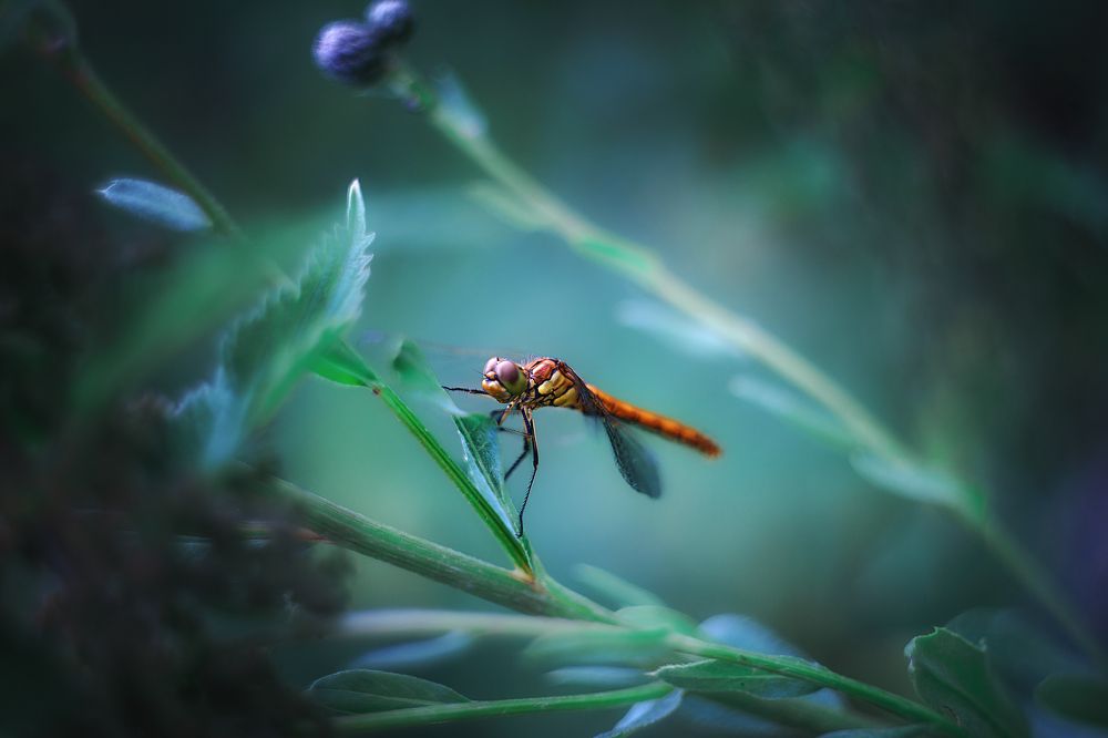 Photograph by Александр Соловьев