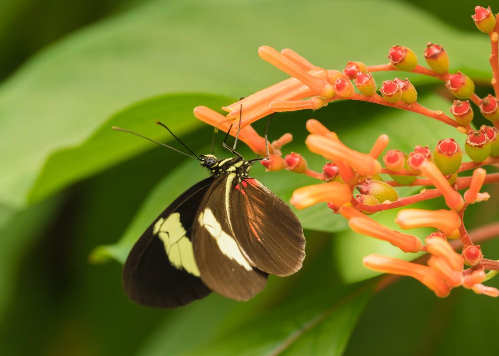 красота растений