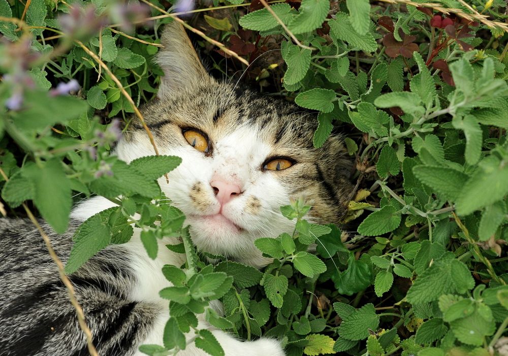 Photograph by Алексей Козлов