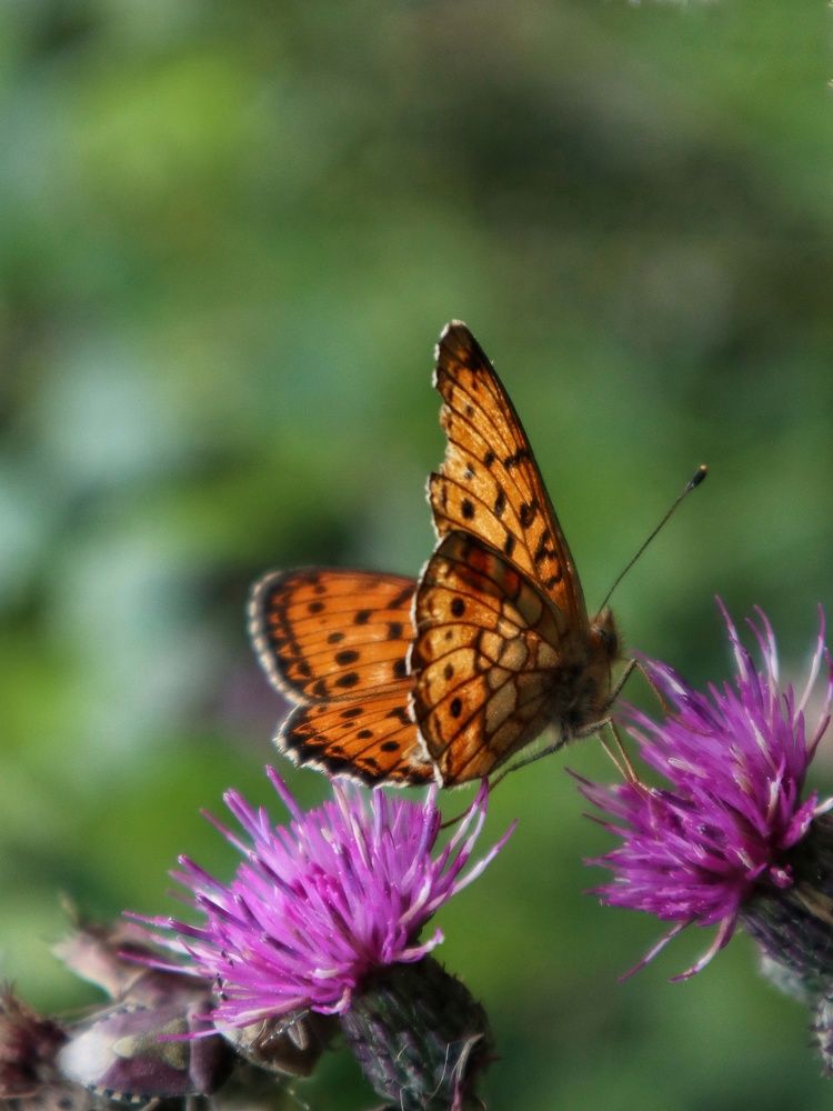 Photograph by Ирина Корабельникова