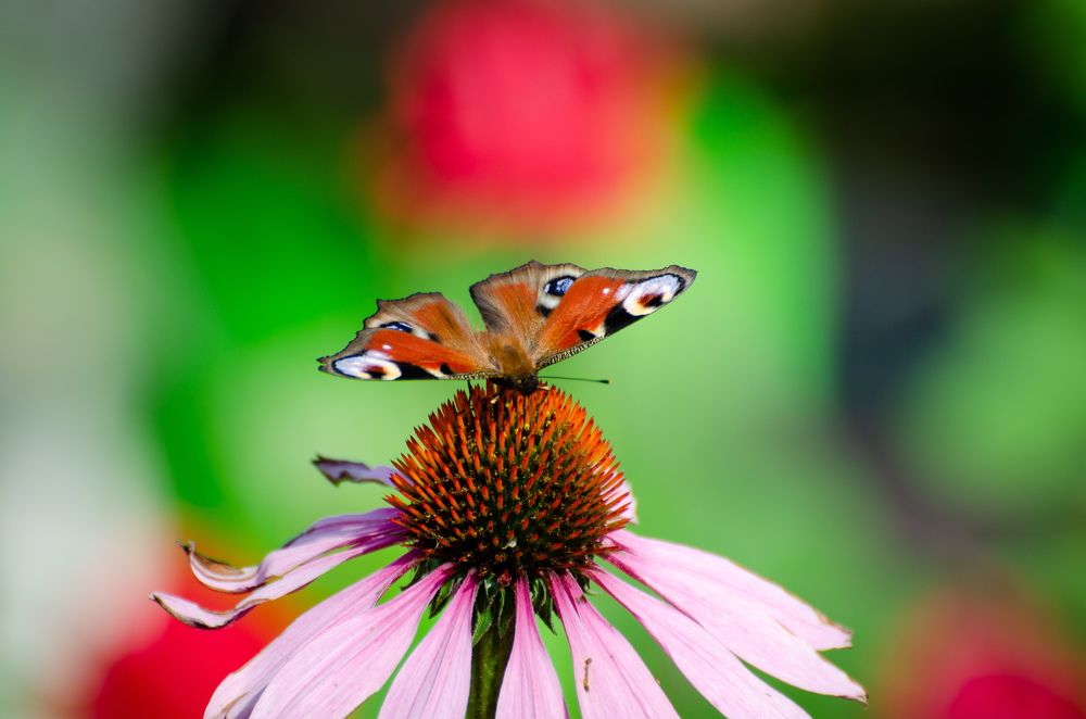 Photograph by Сергей Горбунов