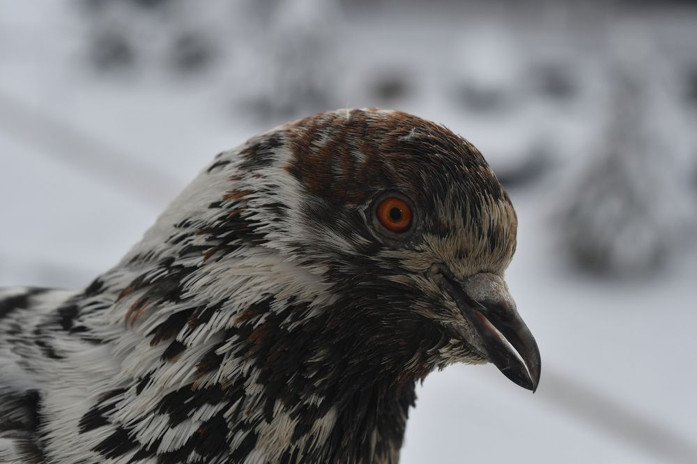 Photograph by Nikolay Dimitrov