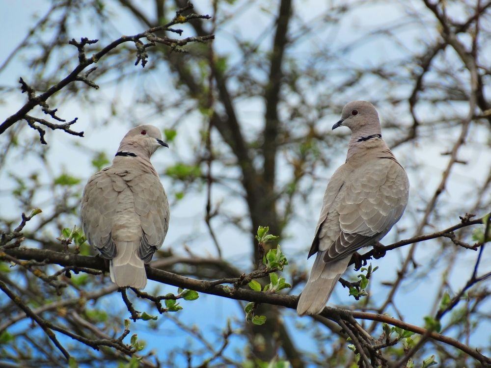 Кольчатые горлицы