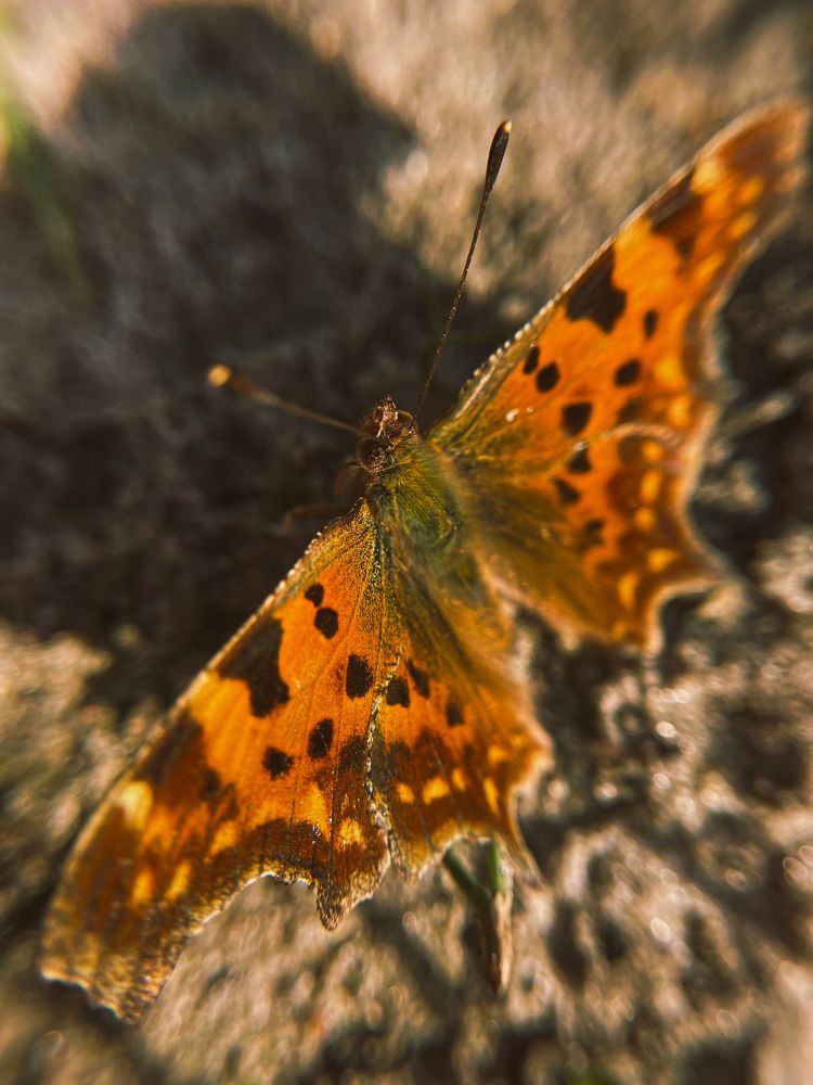 Photograph by Марина Тверитнева