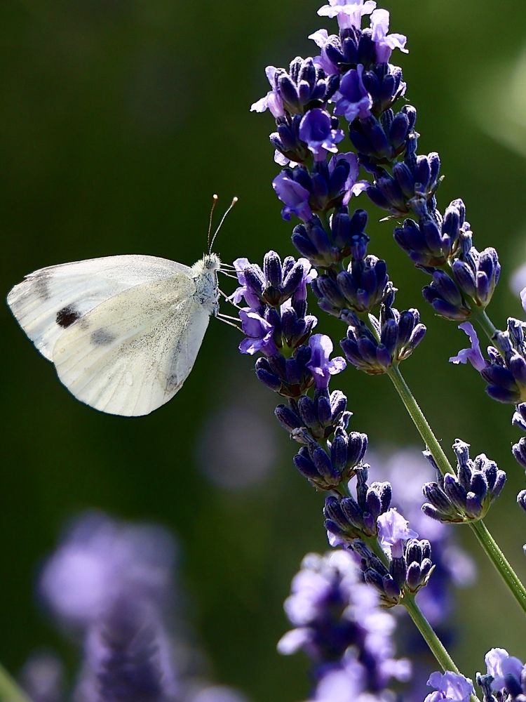 Photograph by Евгения Казакова