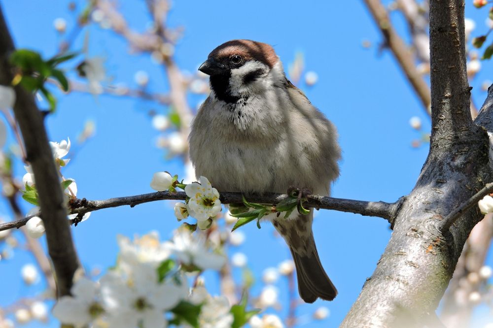 Домовый воробей. Курская область.