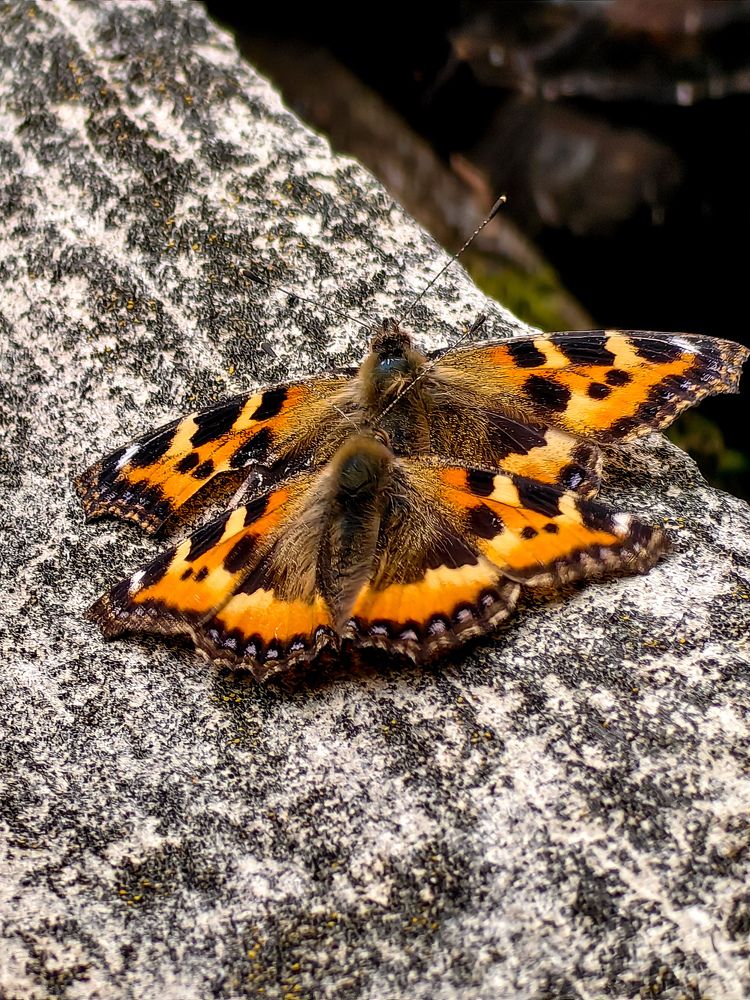 Photograph by Евгений Симион