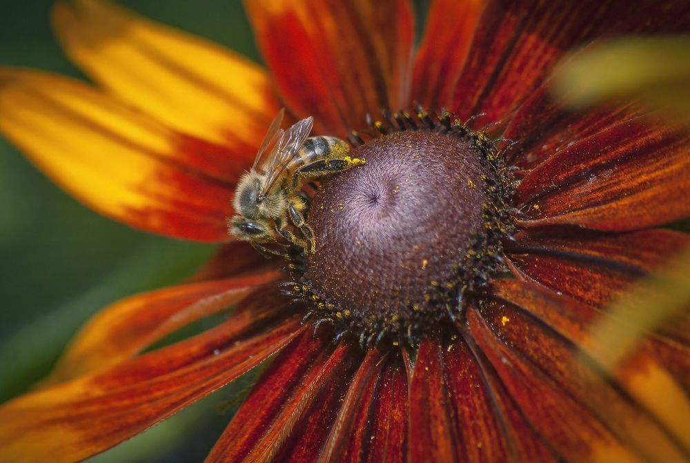 В гостях у рудбекии.