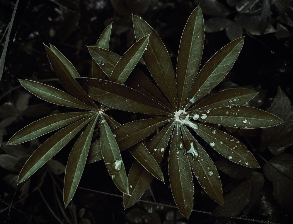 Photograph by Ольга Барулина