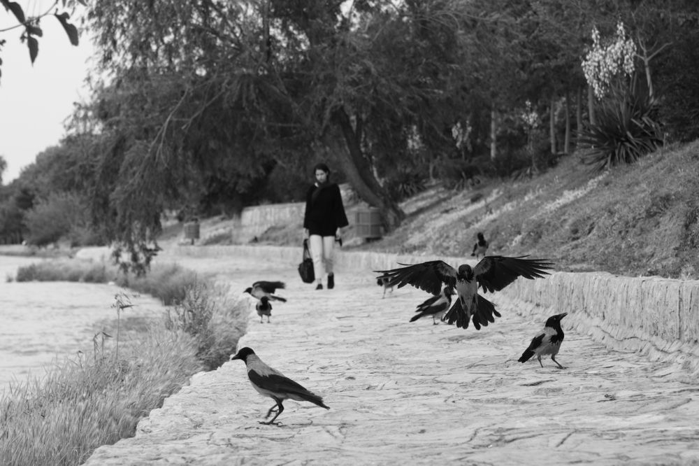 Photograph by pooya hajirahimi