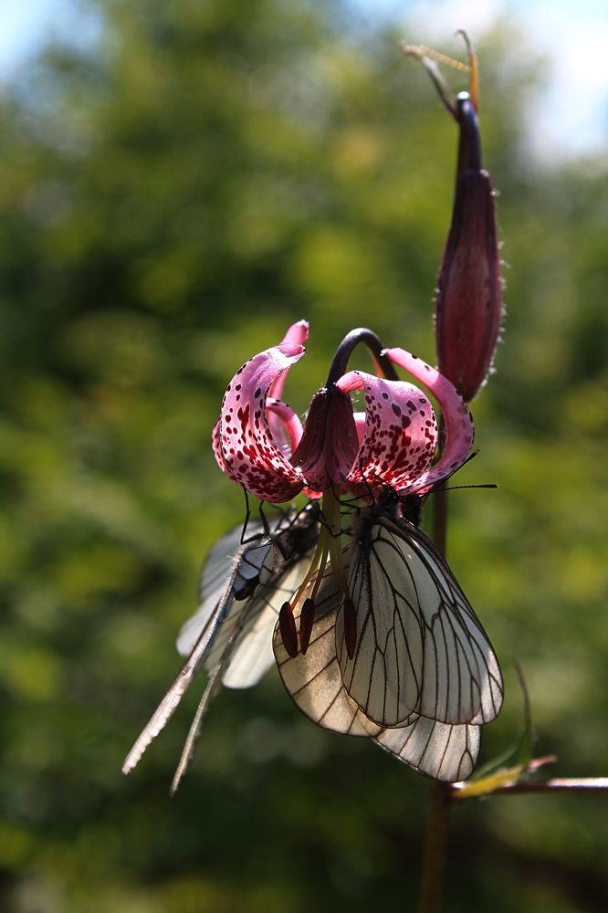 "Крылья - лепестки"