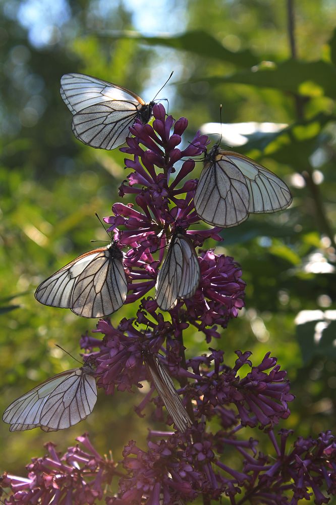 Photograph by Вероника Герасимова