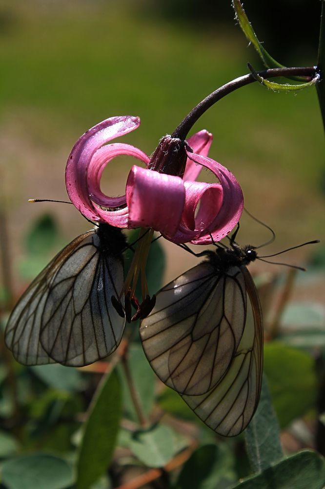 Photograph by Вероника Герасимова