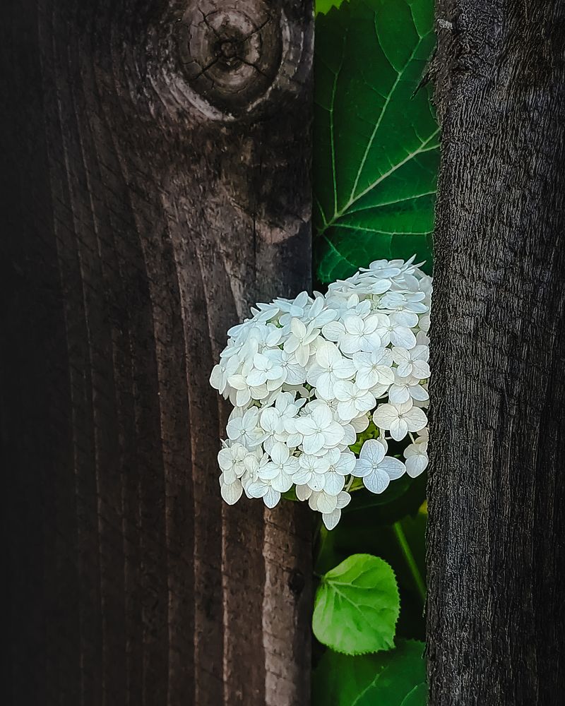 Любопытная гортензия