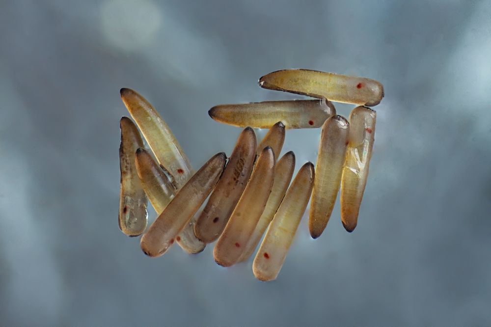 The life cycle of a mosquito