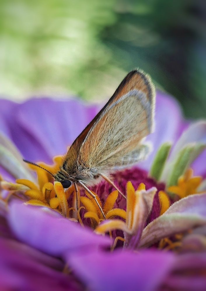 Photograph by Dina Chaica