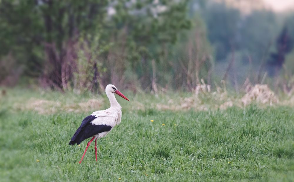 Утренний обход