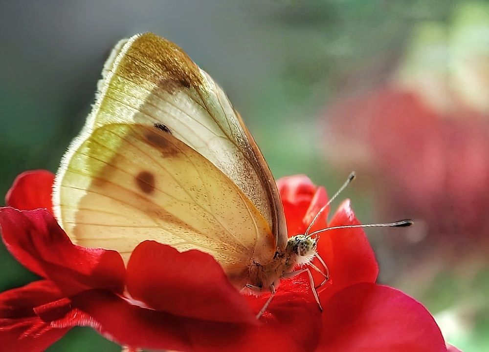 Photograph by Dina Chaica