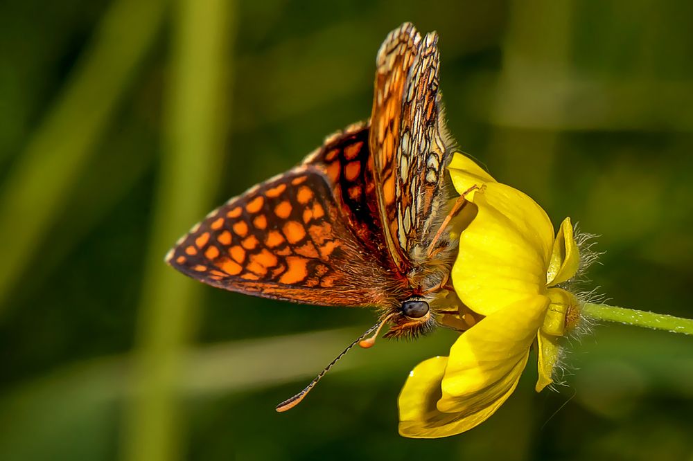 Photograph by Александр Шипиленко