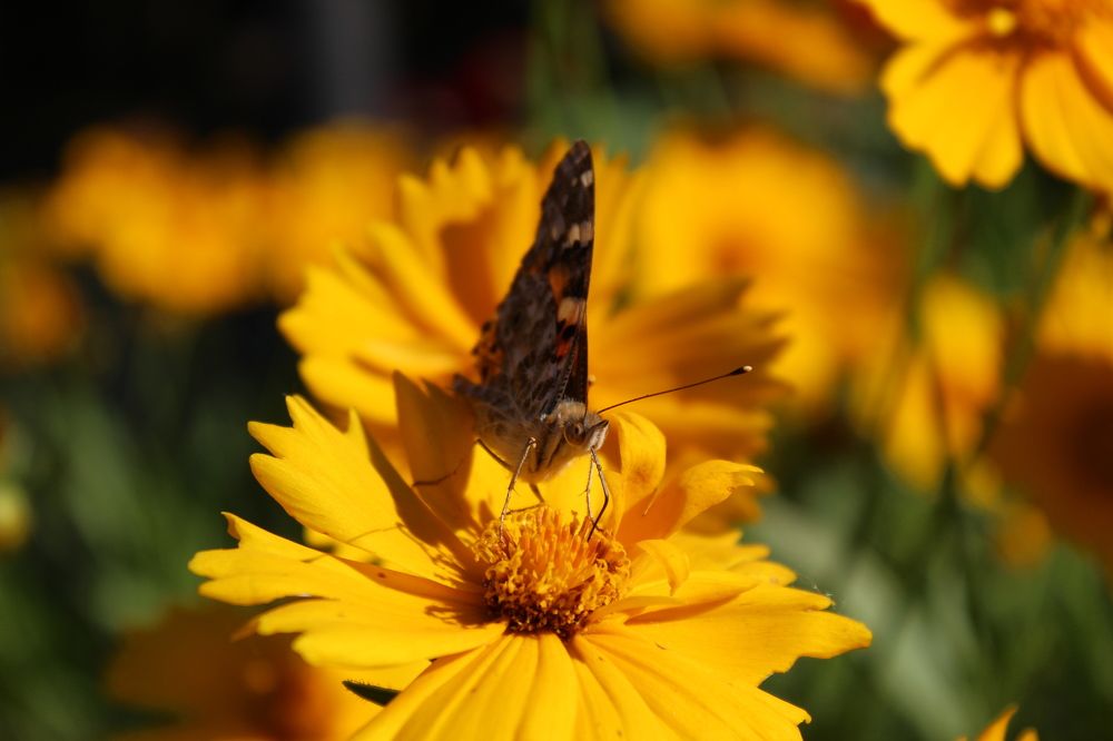 Photograph by Елена Кузнецова