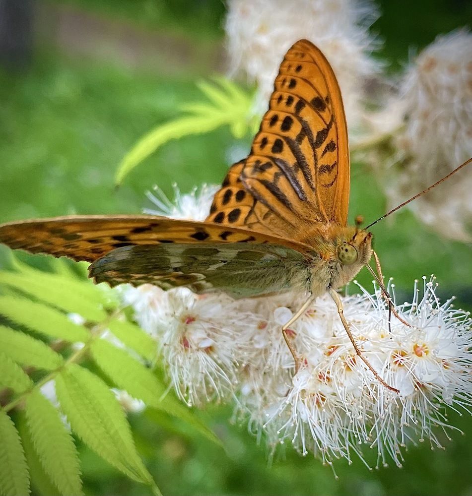 Photograph by Светлана Хохлова