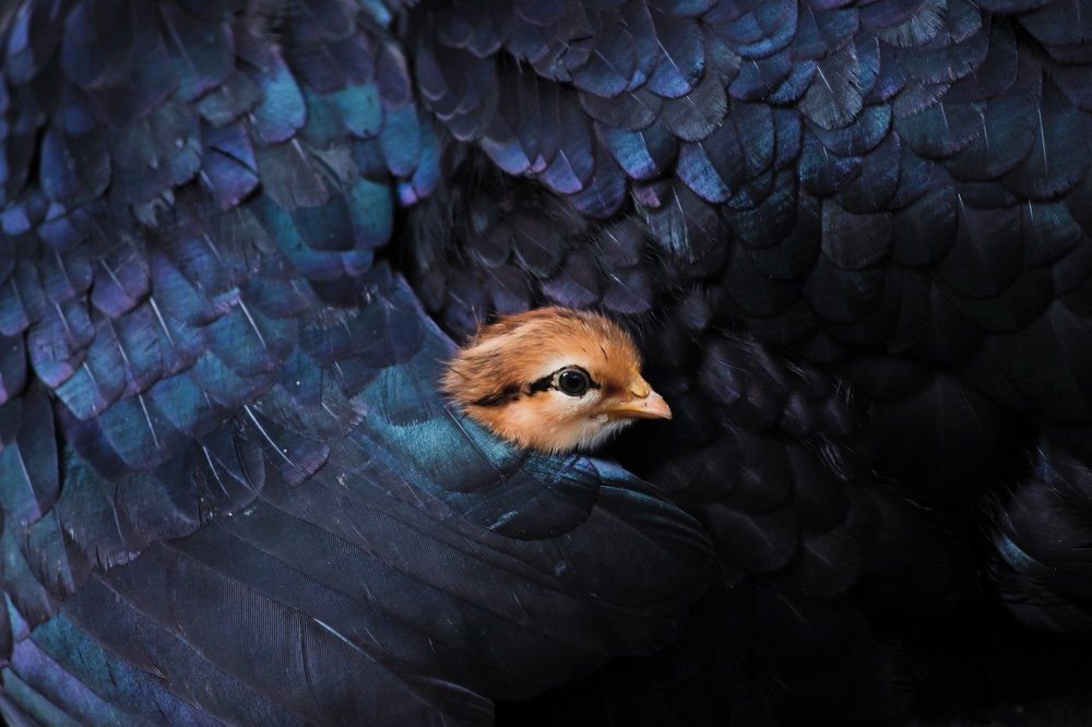 Photograph by Sk Yunus Ali