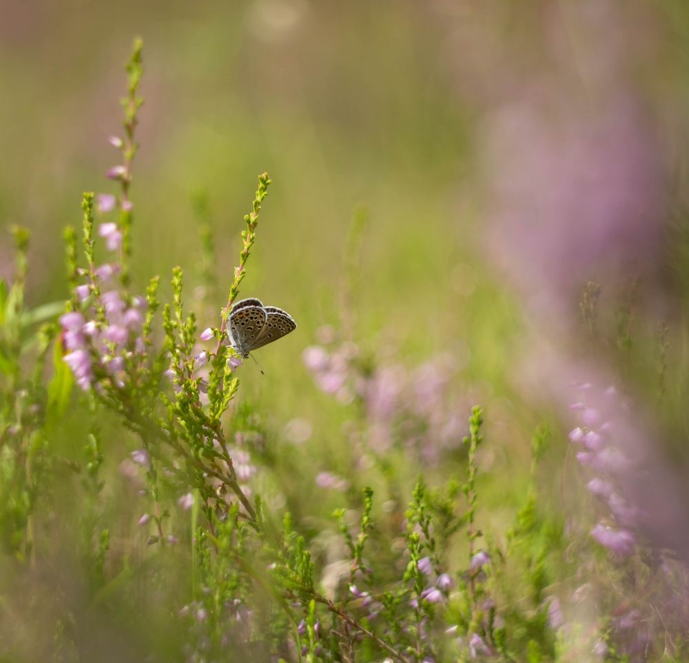Photograph by Елена Хорохорина