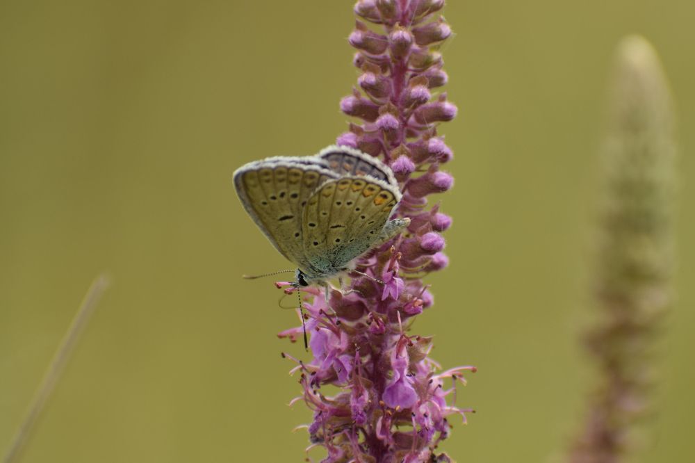 Фотография автора Mohammad amin Naderloei