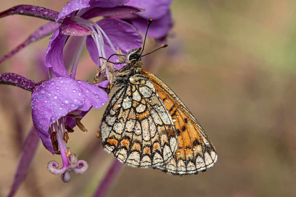 Photograph by Viktor Makarov