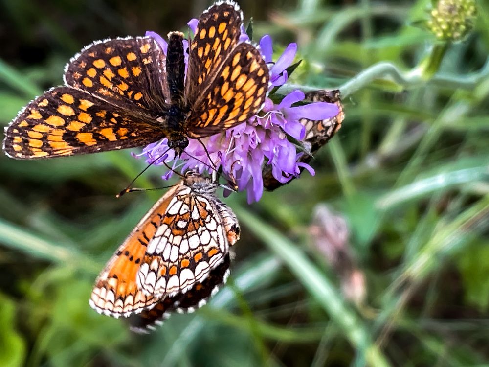 Photograph by ЛИЛИЯ БОБКО