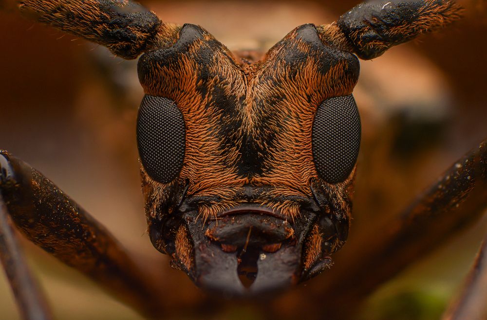 Photograph by Norman Celis