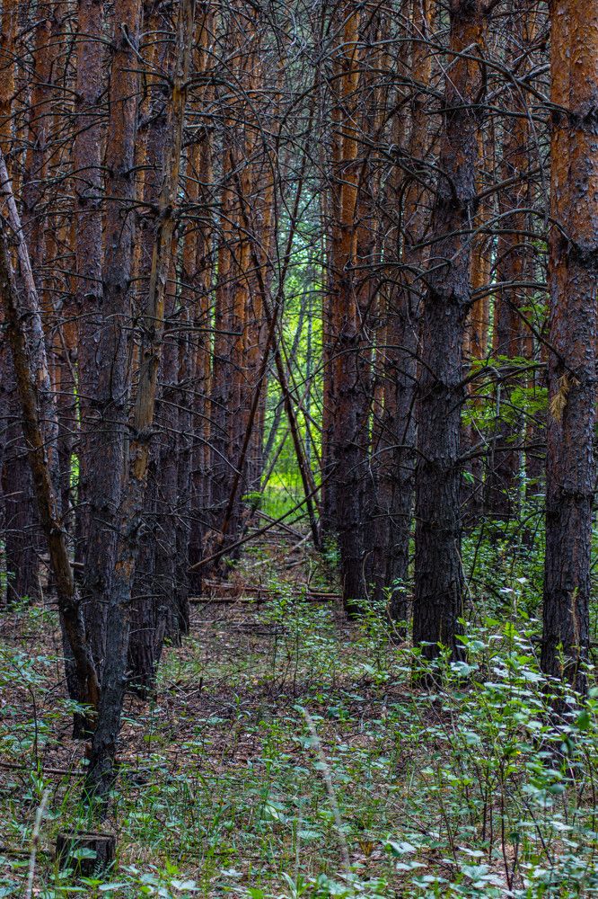 Photograph by Vladimir Voronyuk