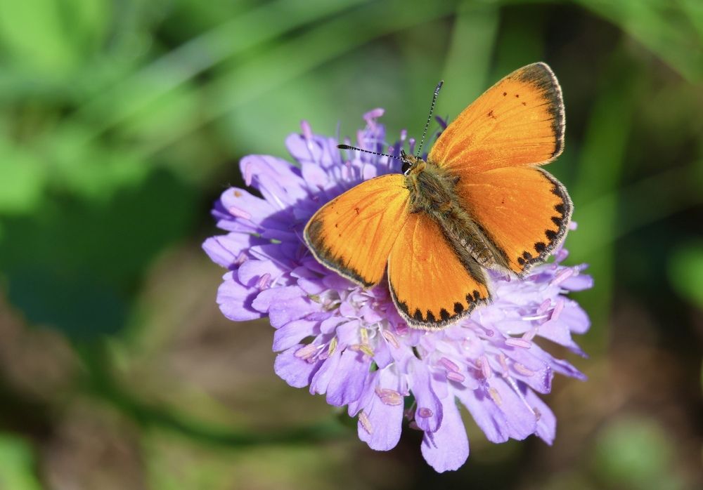 Photograph by Максим Григорьев