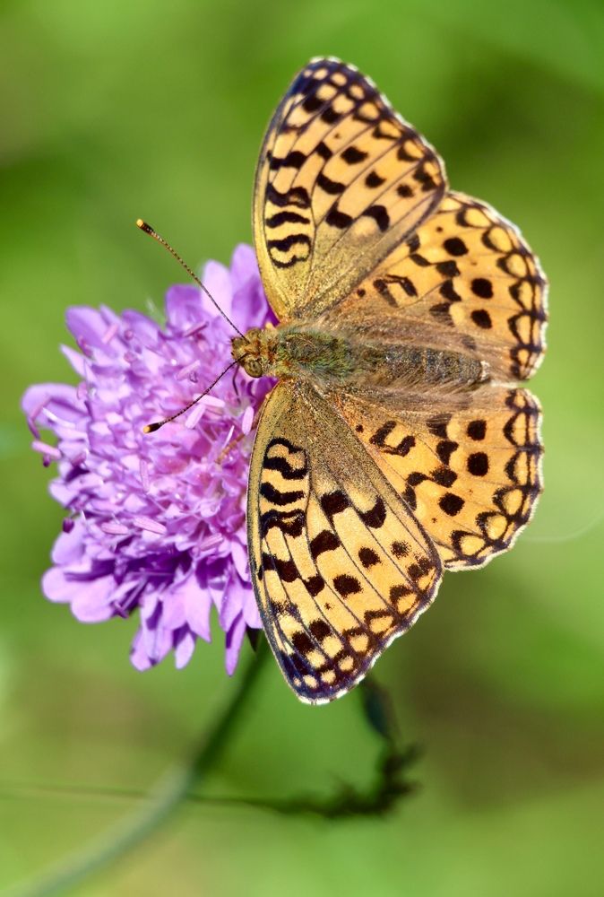 Photograph by Максим Григорьев