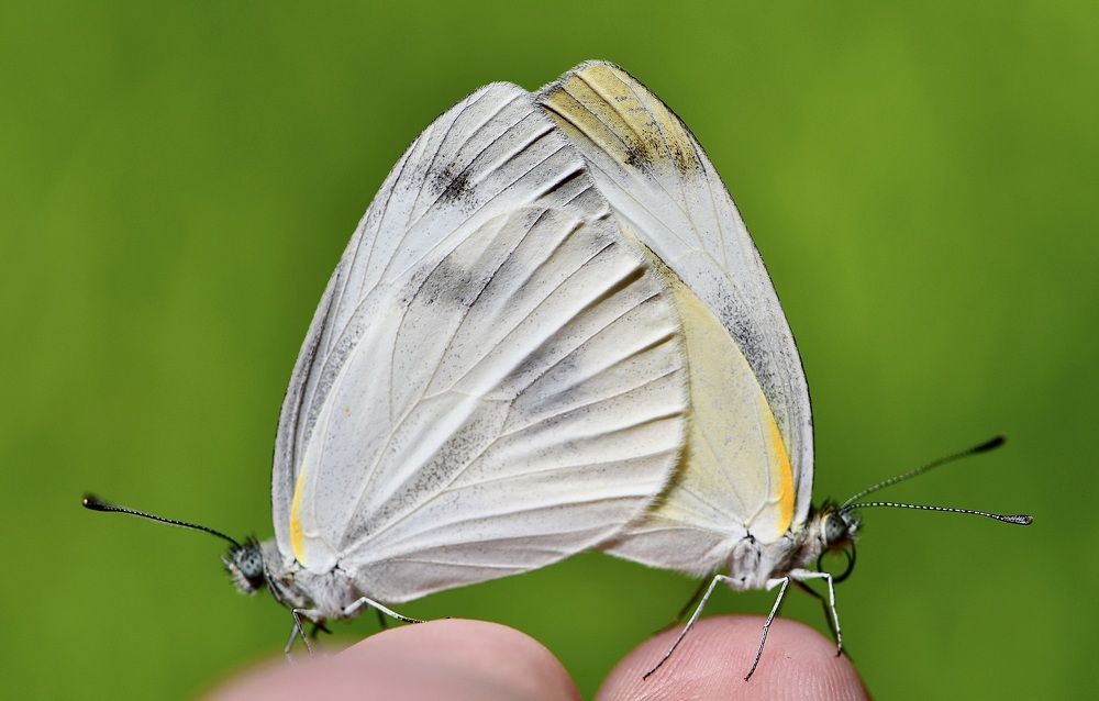 Photograph by Sharel Albor