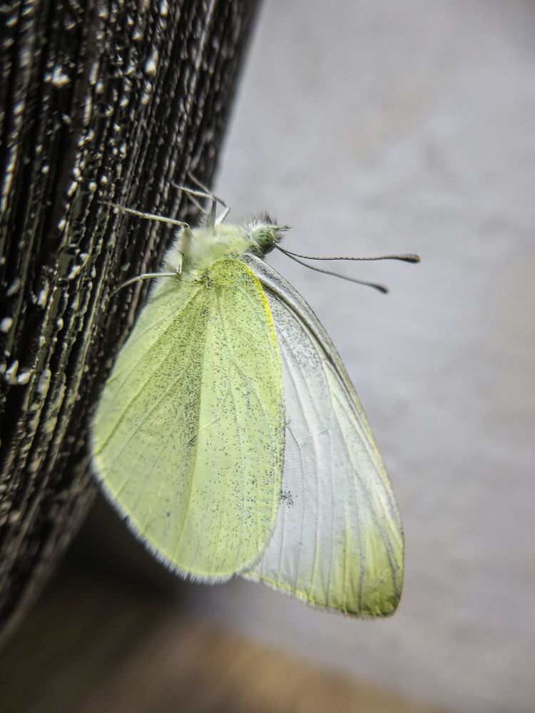 Photograph by Дарья Овсянникова