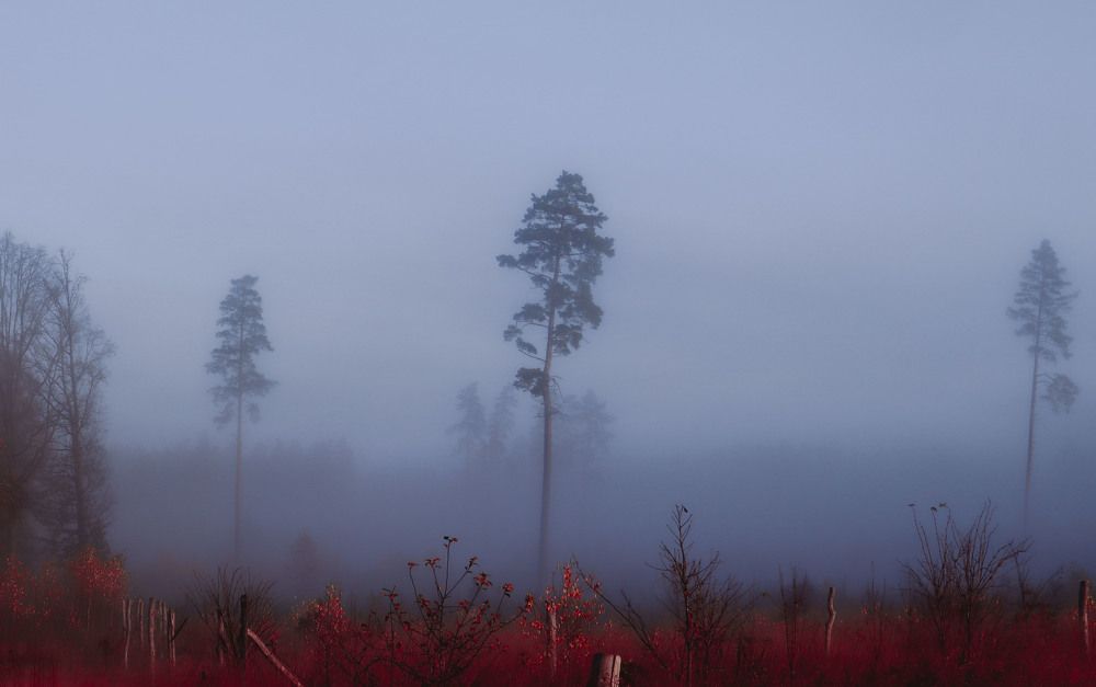 Photograph by Жанна Рабцевич