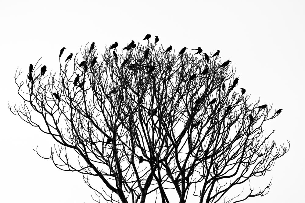 Photograph by Ahamed Jazif