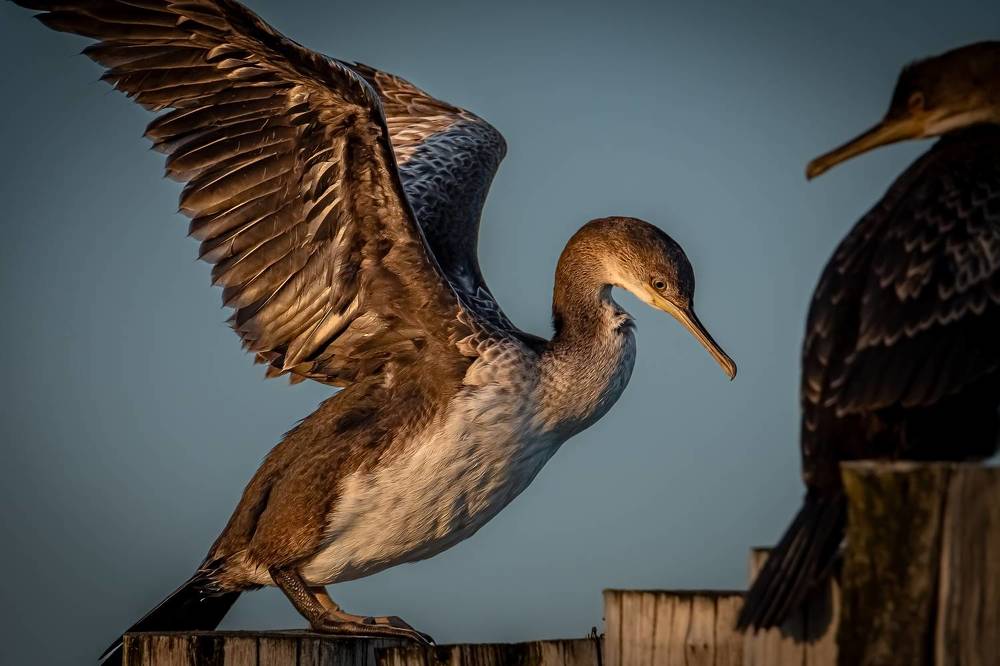 Marangoni dal ciuffo mediterranei (Phalacrocorax aristotelis ssp desmarestii)