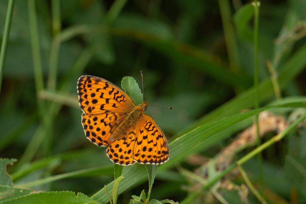 Photograph by Анжелика Сороколетова