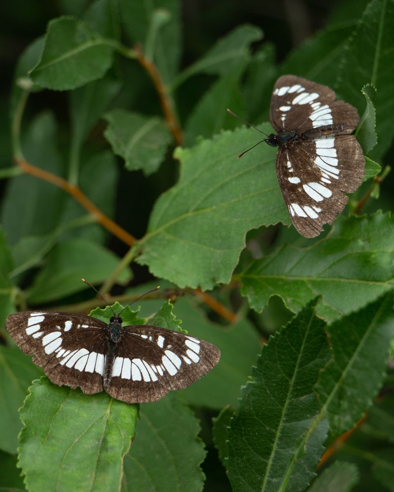 Photograph by Анжелика Сороколетова