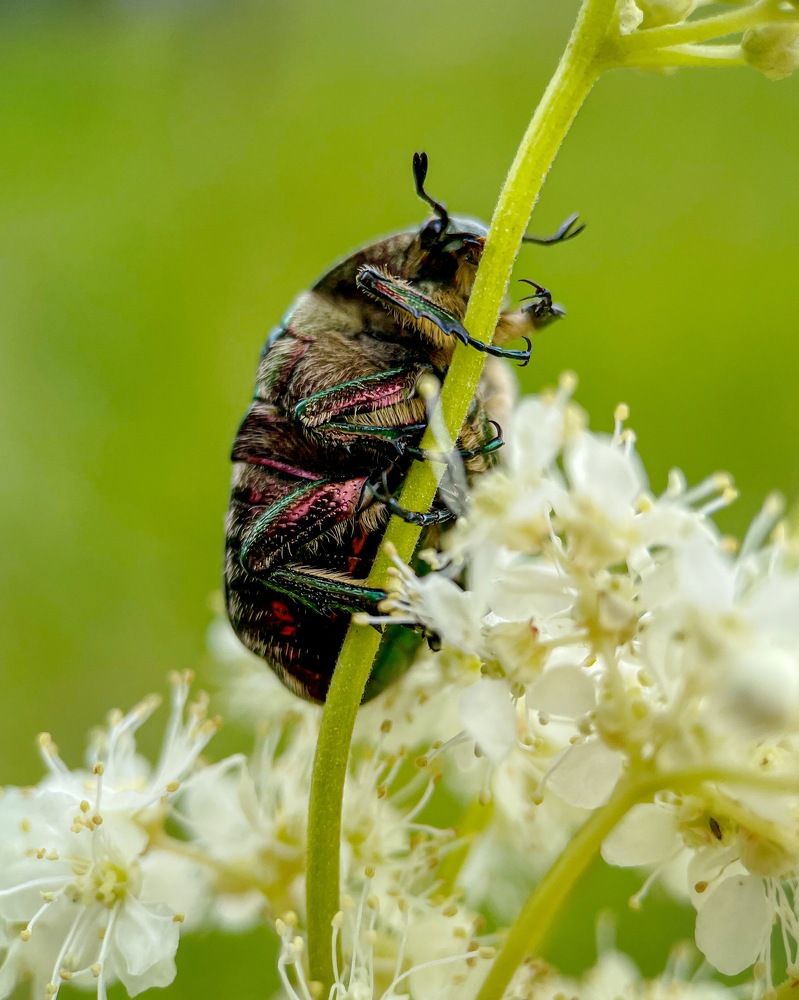 Мобильное макро