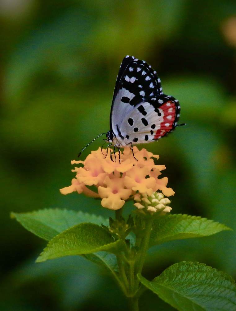 Photograph by Sanjay Danait