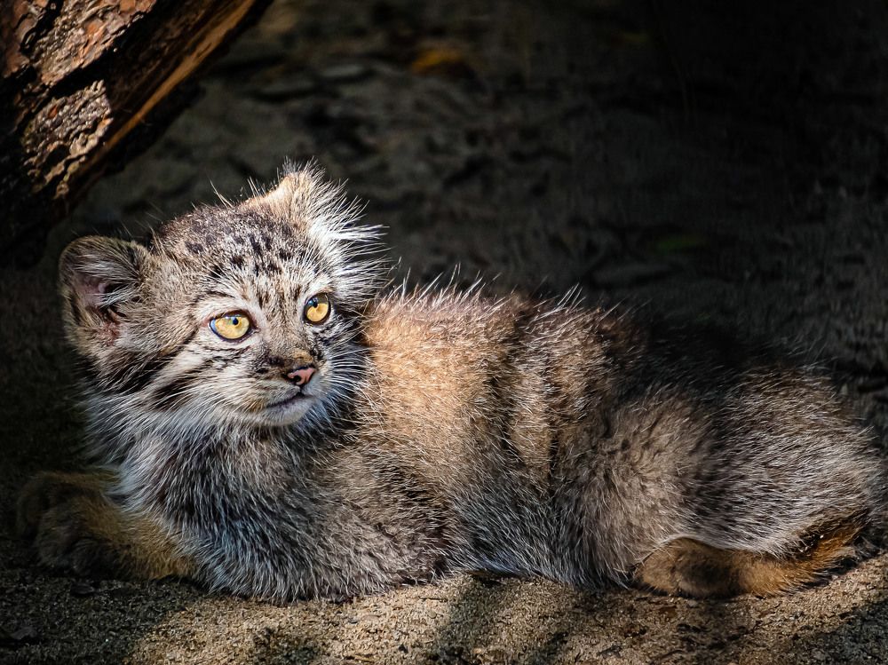 Фотография автора Юлия Есина