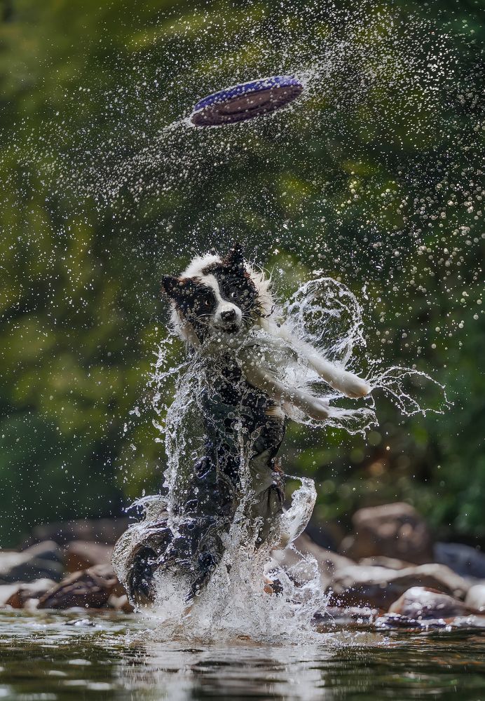 Photograph by 宠物摄影师狗哥