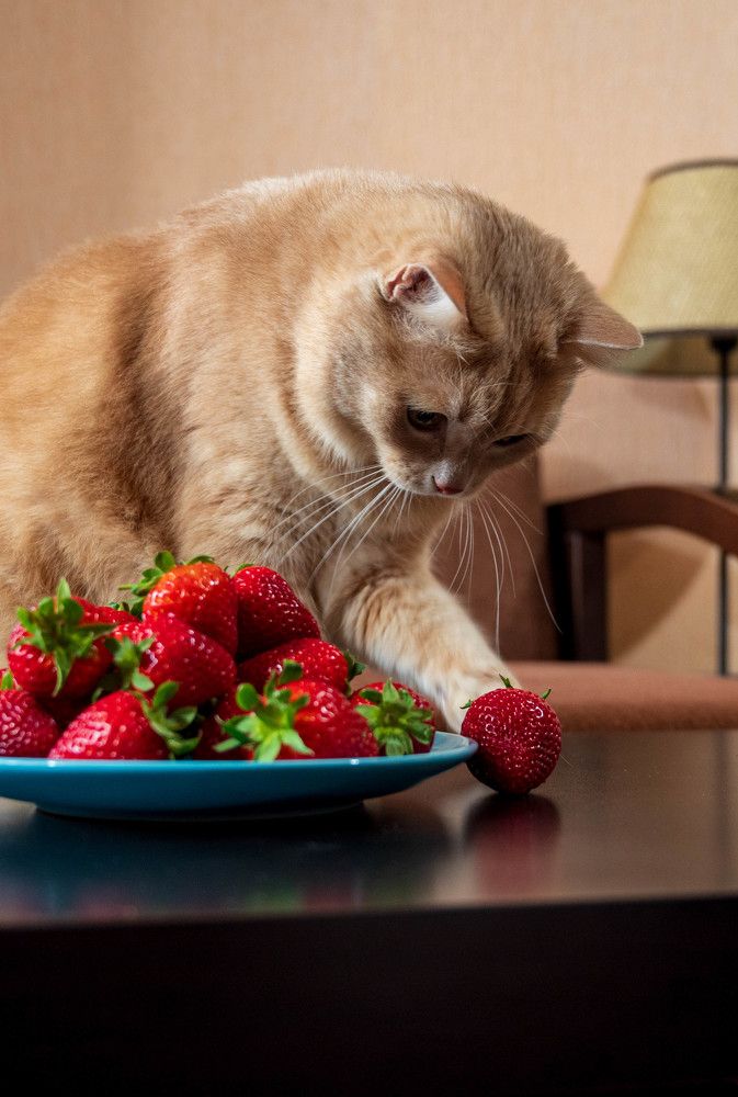 Фотография автора Дмитрий Referee