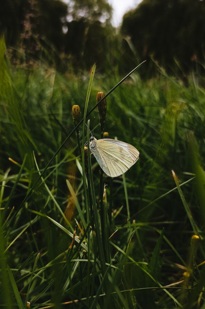 Фотография автора Ксения Вабищевич