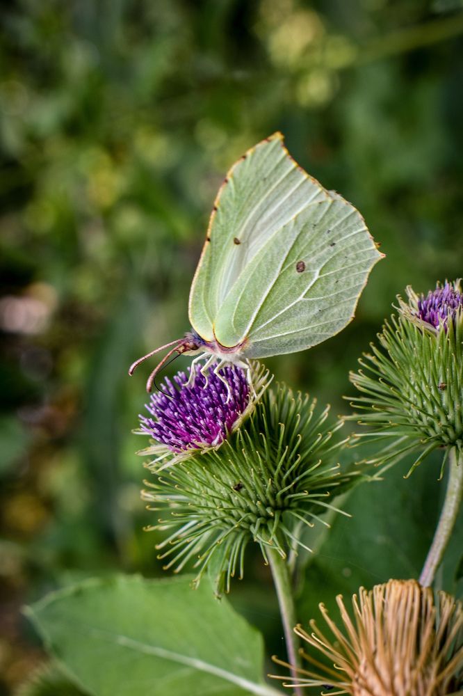 Фотография автора Ксения Вабищевич