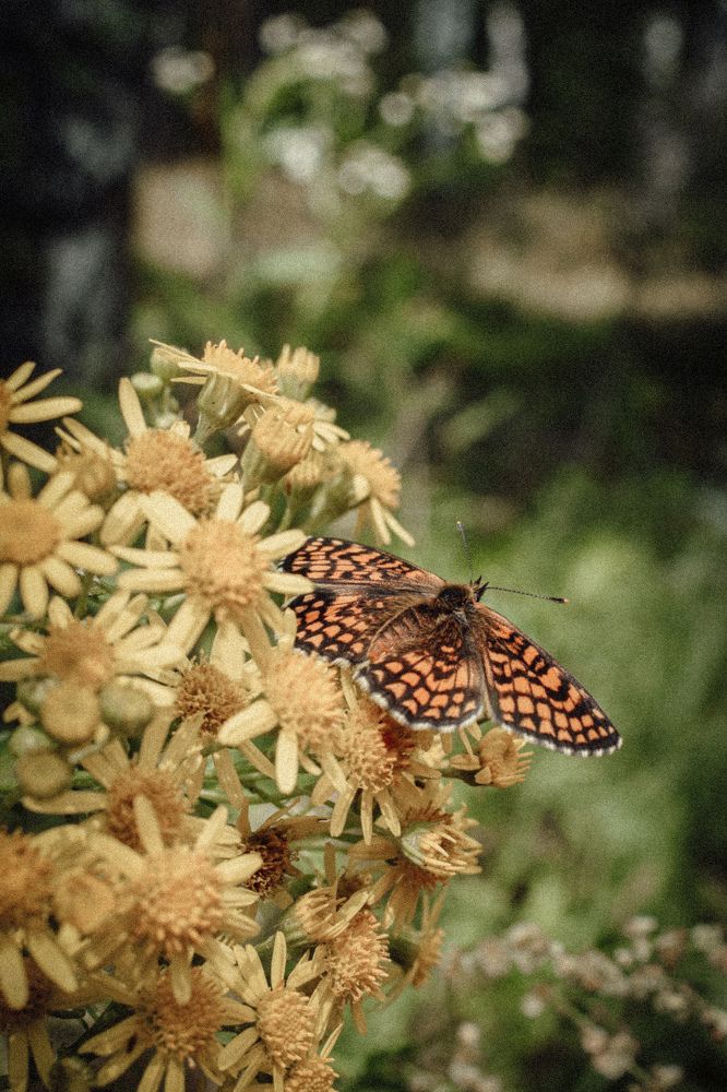 Фотография автора Ксения Вабищевич