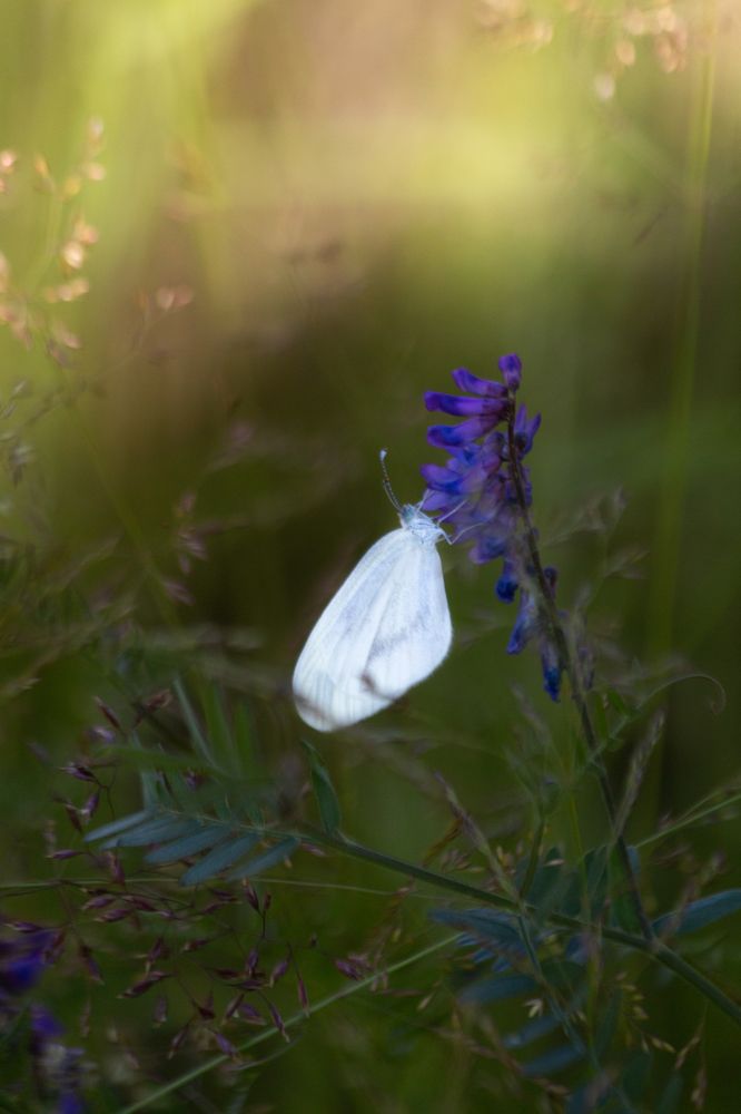 Photograph by Виктория Эверстова